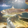 Salmon swimming in clear water in an aquarium seen from the side
