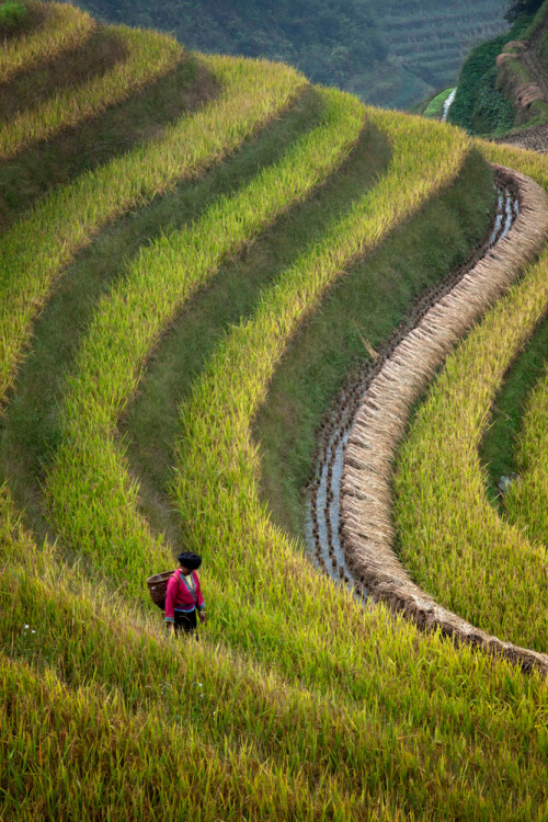 Autumn harvest at Longji Rice Terraces, Longsheng, China, 2011