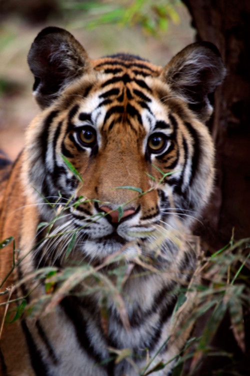 Bengal Tiger, Bandhavgarh National Park, India, 2008