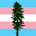 Image Shows silhouette of Douglas Fir tree with the Trans flag in the background.