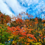Picture shows a view looking up at a tree with red and yellow fall leaves. Blue sky with some white clouds is above the trees.
