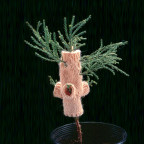 Giant Sequoia, Elizabeth Demaray. Giant sequoia sapling wearing a knit sweater, dimensions variable, 1997.
