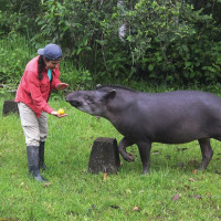 Ina Waring-Enriquez BA '17 with a tapir (a mammal closely related to horses and rhinos) at the Ya...