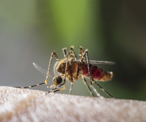 A mosquito of the anopheles genus, the only type that can transmit malaria. (Credit: shutterstock.com/Pitiya Phinjongsakundit)