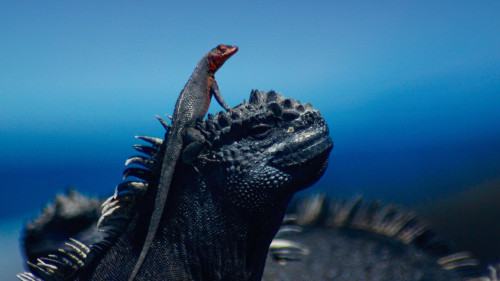 A lava lizard taking in the view from atop a marine iguana— Fernandina Island, Galapagos.