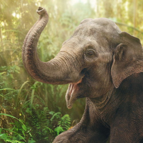 Portrait of an Indian elephant in the rainforest. The dense vegetation in the background is heavily blurred.