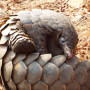 Pangolins are the world's most trafficked mammal.