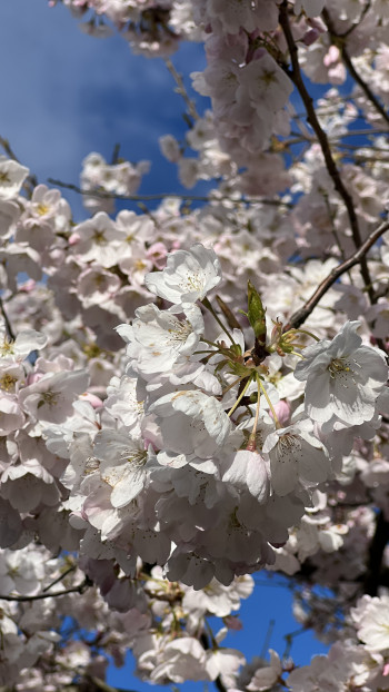 close up of white and pink cherry blossoms