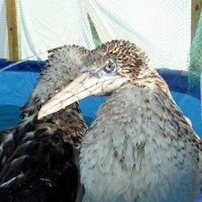 A rehabilitated Northern Gannet, cleaned and ready for release (Photos courtesy The WIP and Danielle Johnson)