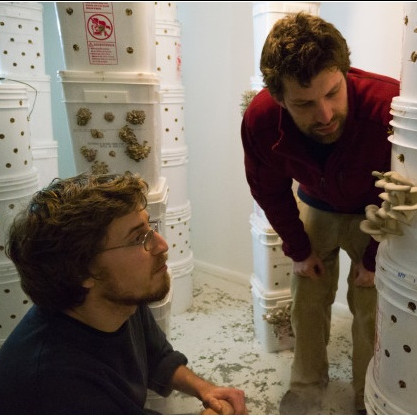 Will Fortini BA '12 and Ryan Bubriski BA '12 inspect the oyster mushrooms growing in the basement of their rental house. Photo by Dan...