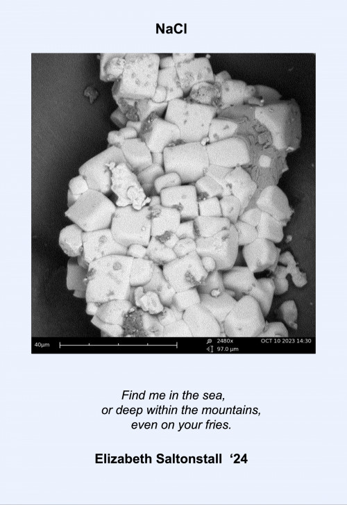Black and white microscopic image with a haiku: Find me in the sea,/or deep within the mountains,/even on your fries.