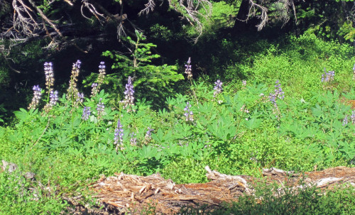 Lupins were everywhere in the meadows