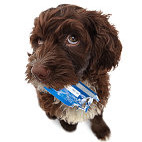 Puppy with chewed credit card