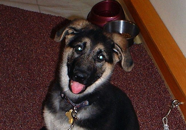 Tex as a puppy at the Legal Research Center.
