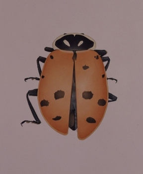 Lady Bird Beetle from Richland, Washington by Cornelia Hesse-Honegger, 1998. Watercolor on paper  18.5 x 14 inches