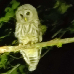 Photo: Barred Owl Scanlan perched behind Copeland Hall