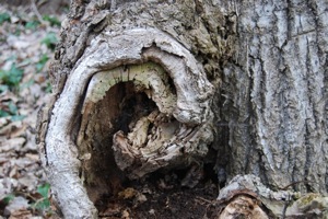 Spiral Tree