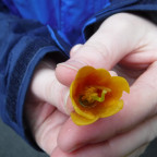 Close up of yellow flower held gently in a person's hands.