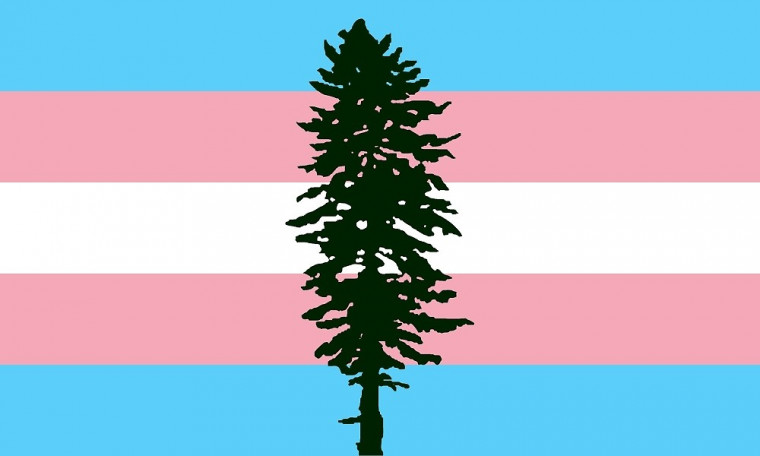 Image Shows silhouette of Douglas Fir tree with the Trans flag in the background.