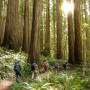 Students hike through trees and ferns at Redwoods National Park