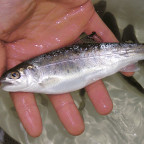 During a survey of Tryon Creek, biologists from the U.S. Fish & Wildlife Service caught this ...