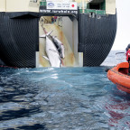 Minke whales, like sei whales, are targets of Japanese whaling. Here, two minke whales are dragge...