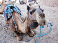 Morocco camel