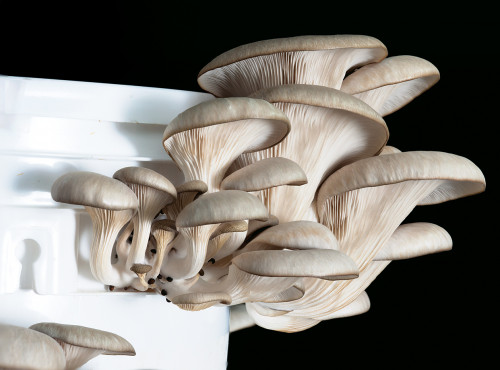 Pleurotus ostreatus, more commonly known as the oyster mushroom.