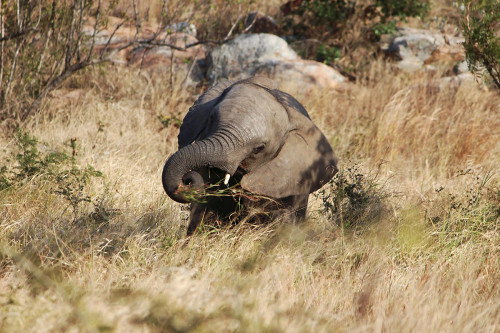 An elephant at Kruger National Park in South Africa.