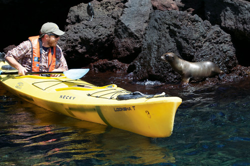 Up close and personal with Galapagos sea lions— Buccaneer Cove, Santiago Island, Galapagos.