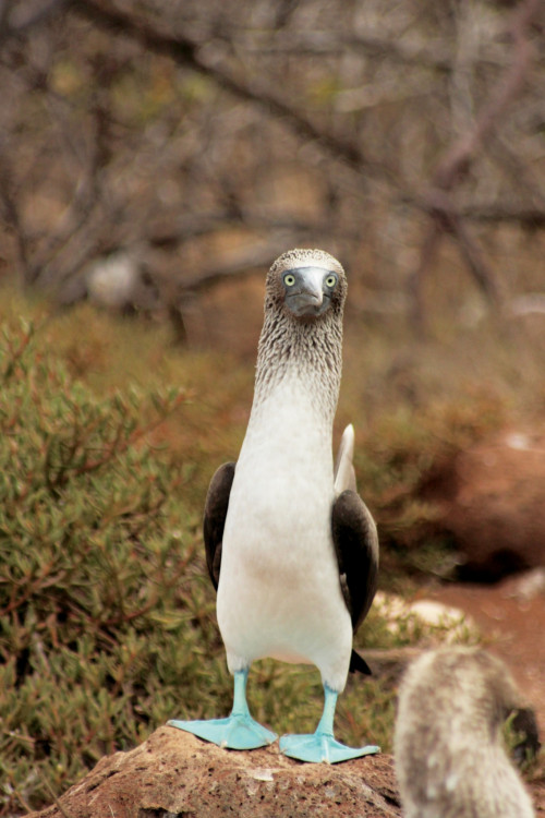 A blue-footed booby—North Seymour Island, Galapagos.