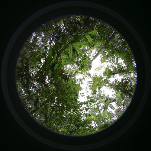 Taken from the ground up, provide a “seedling's-eye view of available light in the forest canopy above.