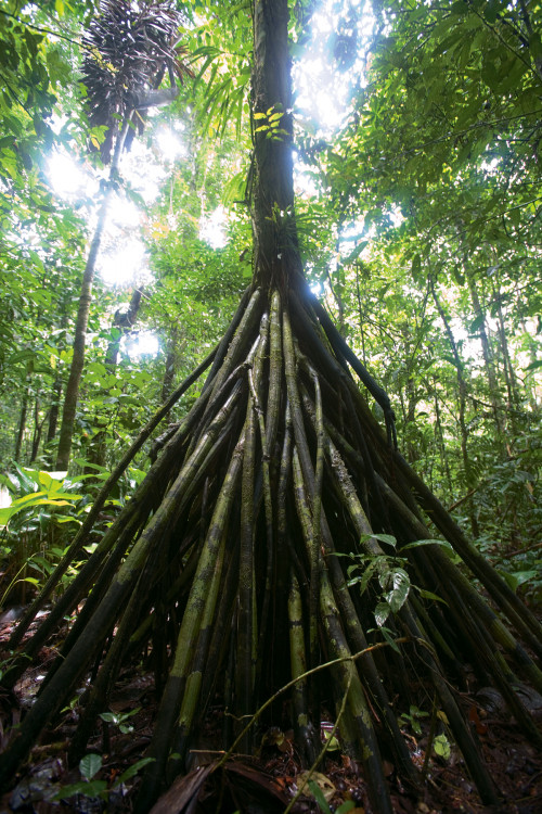 The stilt roots of the pambil tree (Iriartea deltoidea) in Yasuní National Park, Ecuador. (Andrew Linscott / Alamy Stock Photo)