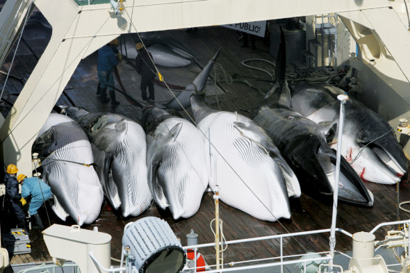 Dead minke whales aboard the flensing deck of the Nisshin Maru.