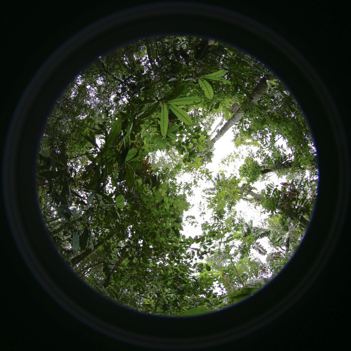 Taken from the ground up, provide a “seedling?s-eye view? of available light in the forest ...