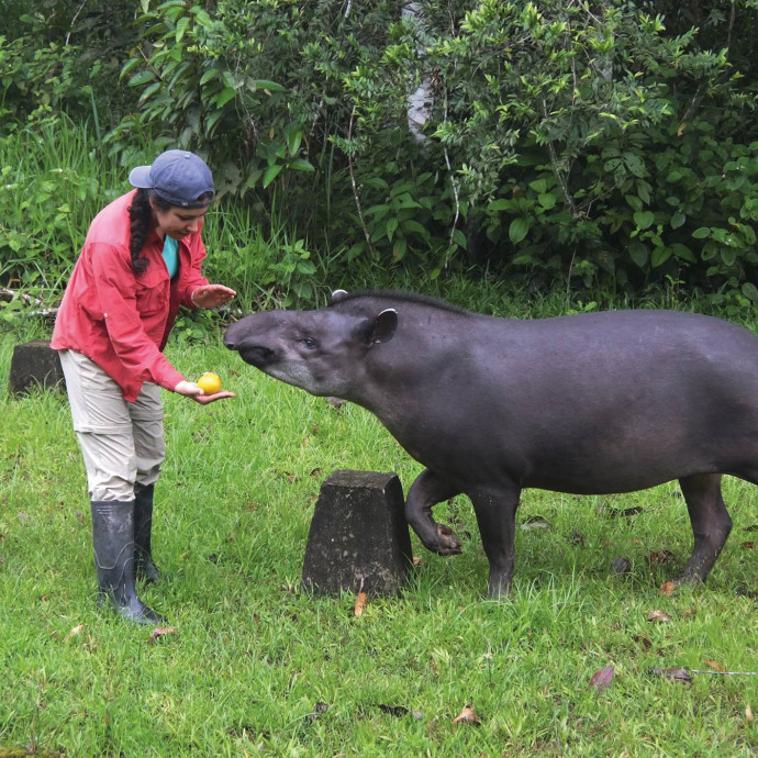 Ina Waring-Enriquez BA '17 with a tapir (a mammal closely related to horses and rhinos) at the Yasuní Scientific Station.