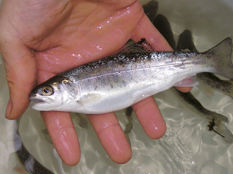 During a survey of Tryon Creek, biologists from the U.S. Fish & Wildlife Service caught this juvenile Lower Columbia River steelhead,...