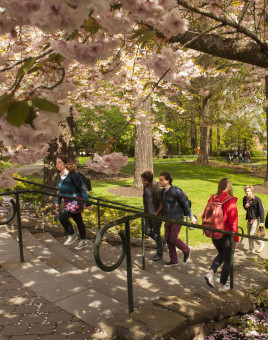 Students walking on campus under the cherry blossoms.
