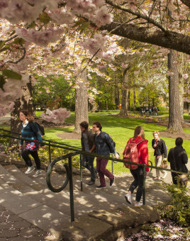    Students walking on campus under the cherry blossoms. 