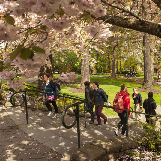 Students walking on campus under the cherry blossoms.