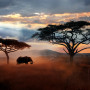 Wild African elephant in the savannah. Serengeti National Park. Wildlife of Tanzania. African lan...