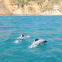    Maui dolphins 