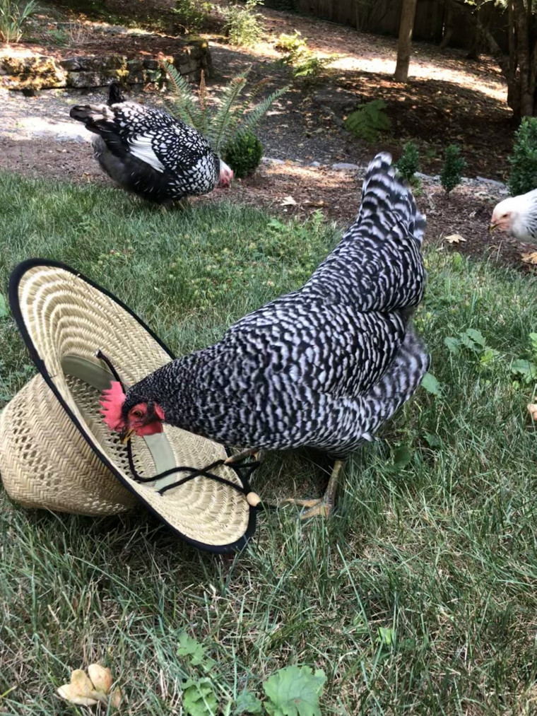 Image of a chicken looking into a hat with a second chicken in the background.