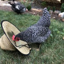 Image of a chicken looking into a hat with a second chicken in the background.