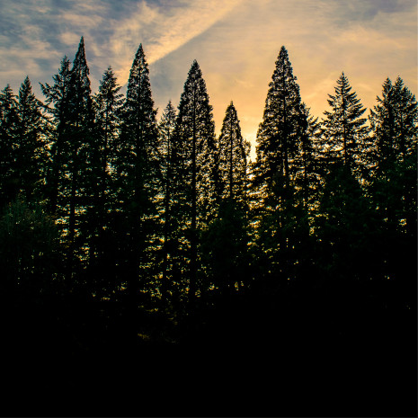 4-5-6 Commitment in white text over an image of trees with a blue sky and streaks of clouds in the background.