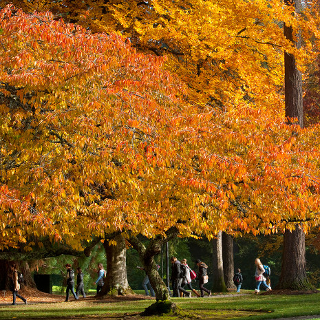 Vibrant fall leaves on trees on campus