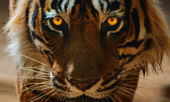    Tiger 24 by Warren Pereira BA '99 