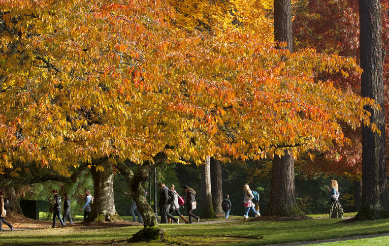 The brilliance of fall leaves on our campus is not to be missed.