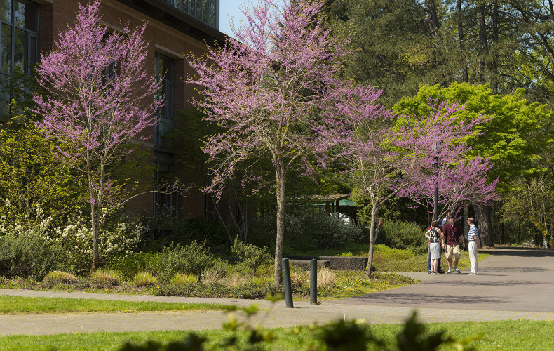 The blossoming spring trees on campus are magical.