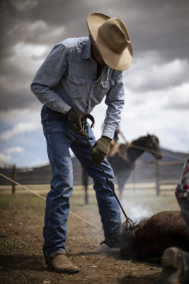 A rancher branding a cow.